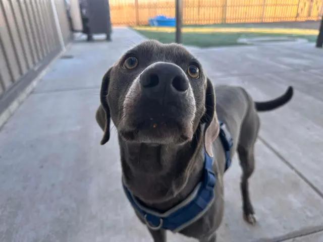 Enlarge Summit, a ADOPTABLE Blue Lacy in Seward, NE image 3/5