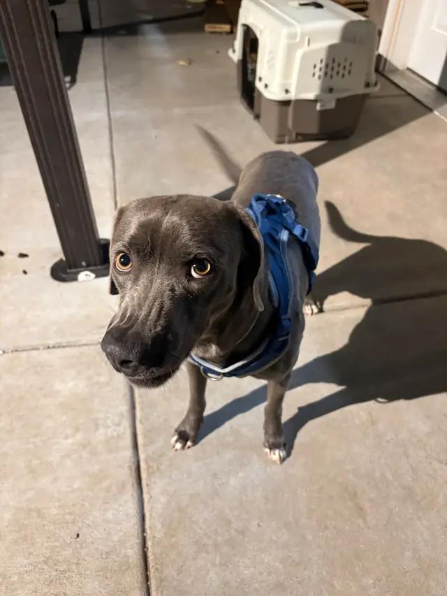 Enlarge Summit, a ADOPTABLE Blue Lacy in Seward, NE image 4/5