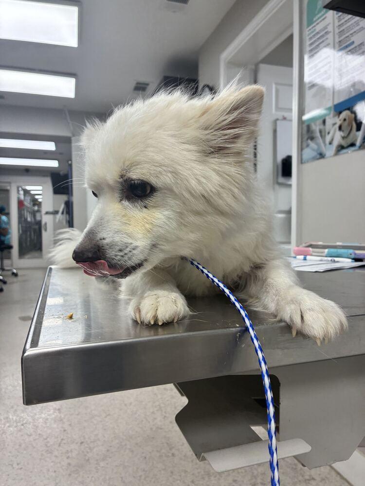 Kiba, Adoptable, Adult Male Pomeranian.