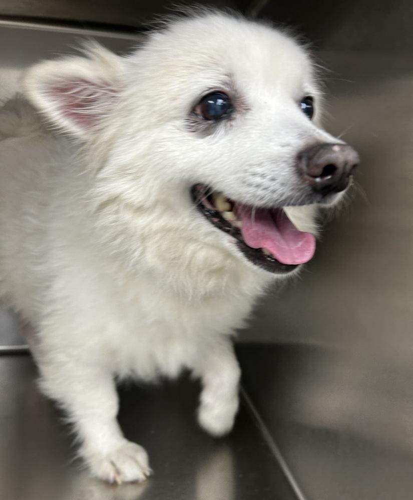 Enlarge Kiba, a Adoptable Pomeranian in Marietta, GA image 2/6