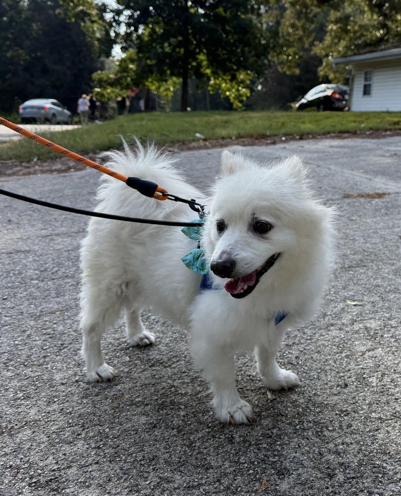 Enlarge Kiba, a Adoptable Pomeranian in Marietta, GA image 3/6
