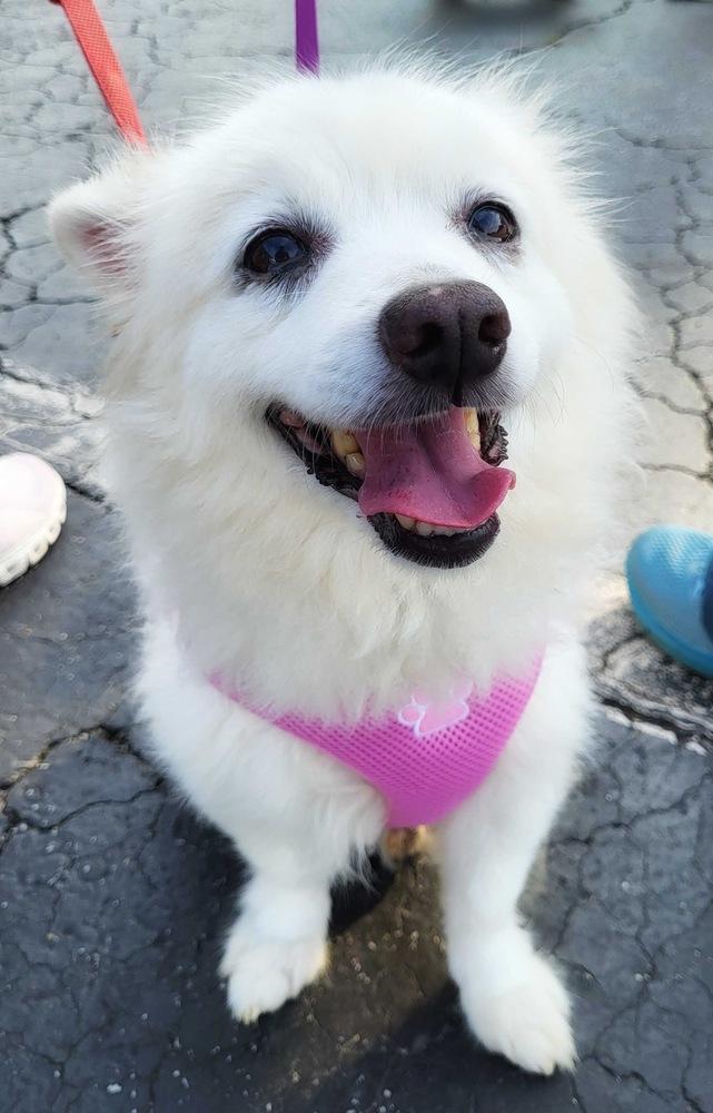 Enlarge Kiba, a Adoptable Pomeranian in Marietta, GA image 5/6