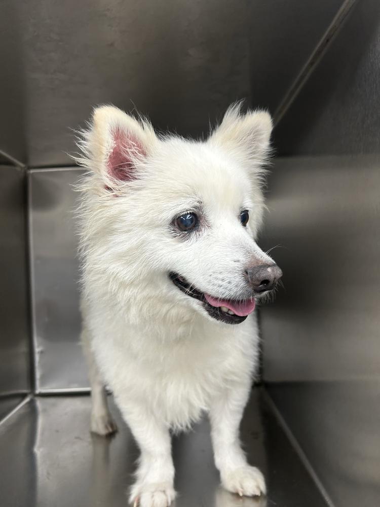 Enlarge Kiba, a Adoptable Pomeranian in Marietta, GA image 6/6