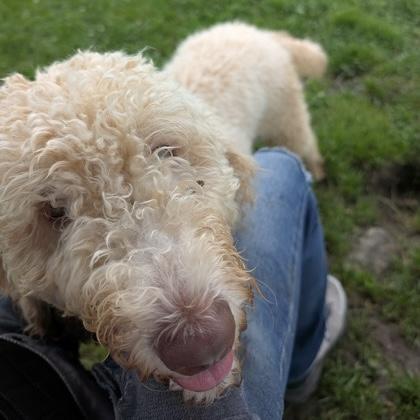Enlarge Noodle, an adopted mixed breed in Ithaca, NY image 2/3