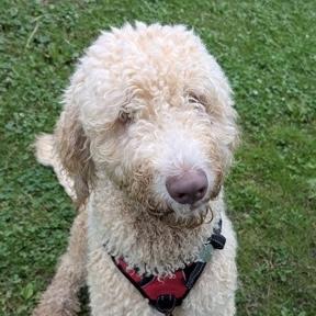 Noodle, adopted, Young Male Goldendoodle.