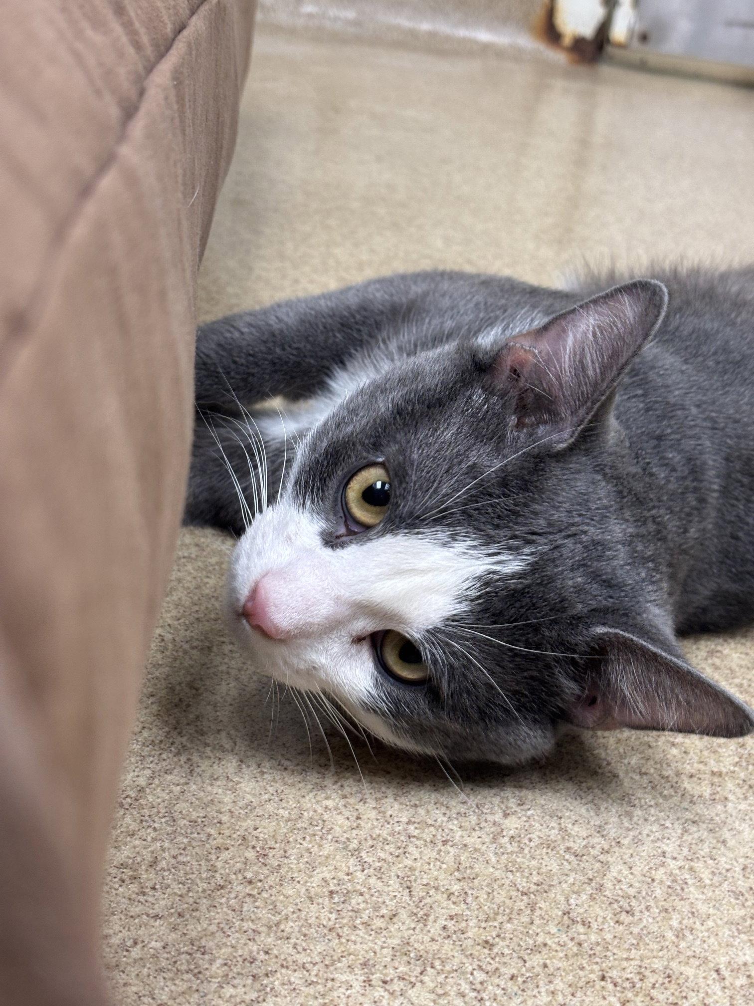 Enlarge Astro Teddy, a Adoptable Domestic Short Hair in Brick, NJ image 1/3