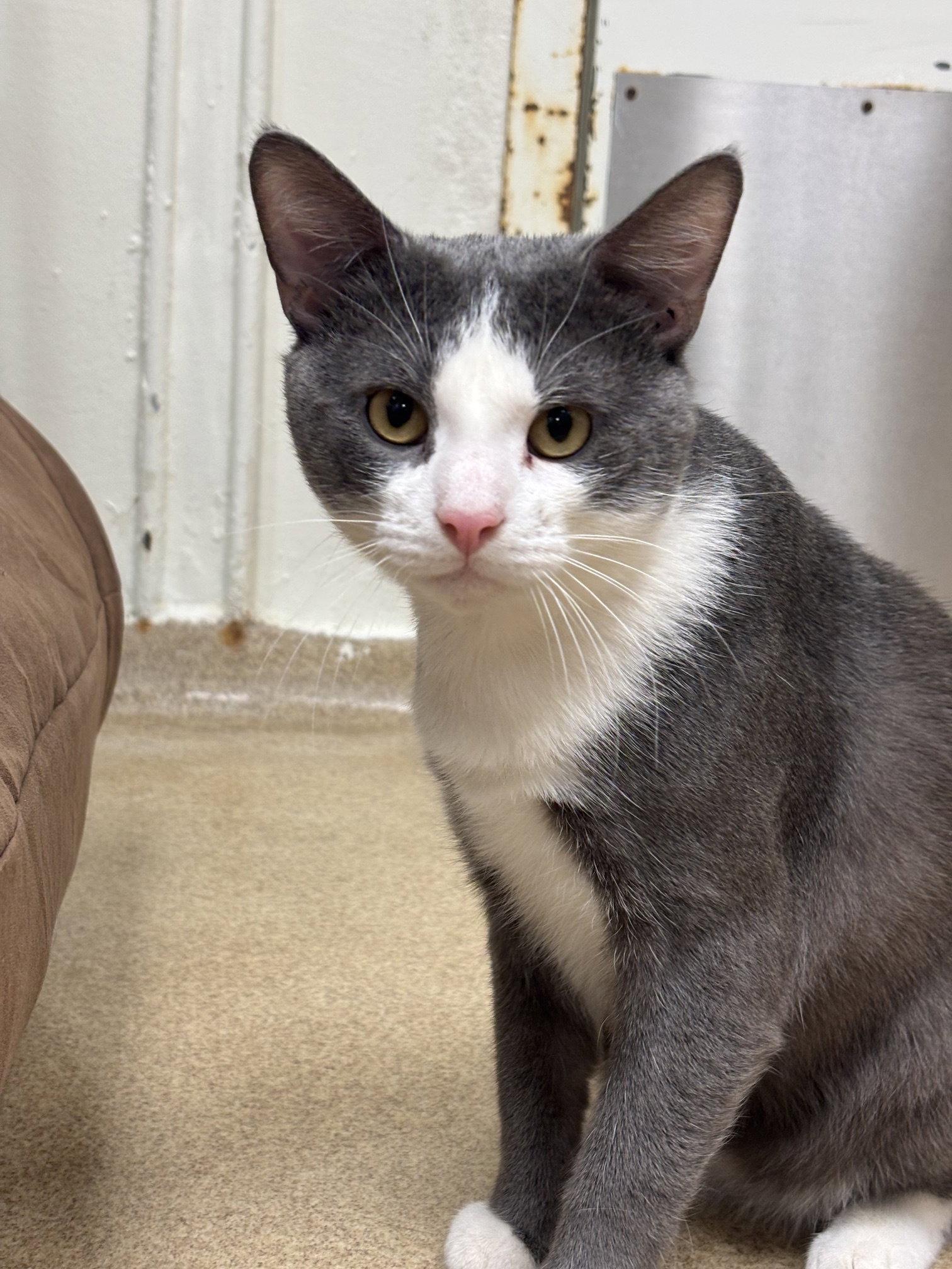 Enlarge Astro Teddy, a Adoptable Domestic Short Hair in Brick, NJ image 2/3