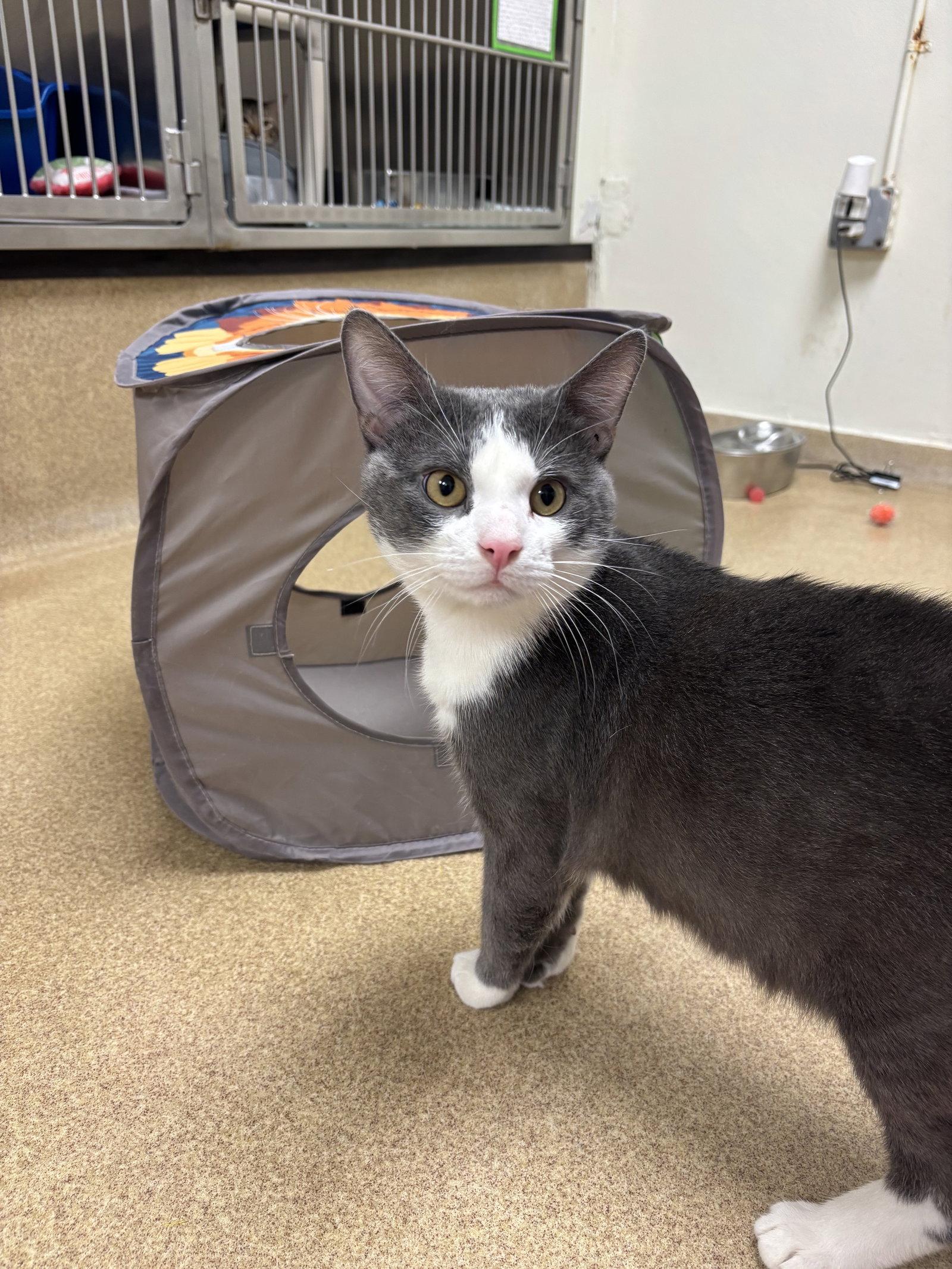 Enlarge Astro Teddy, a Adoptable Domestic Short Hair in Brick, NJ image 3/3