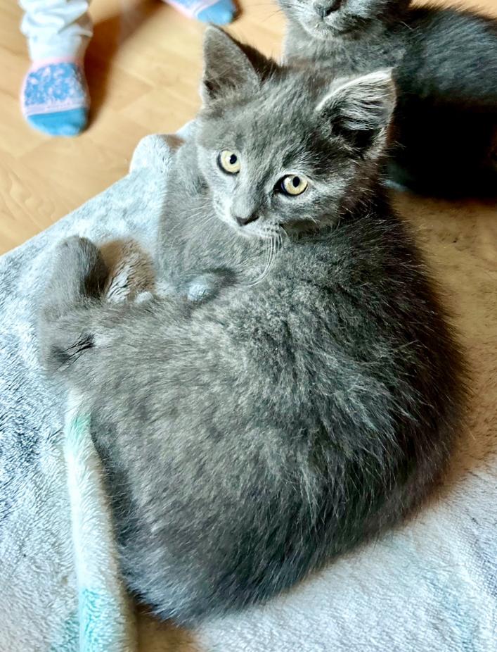 Star Fire, Baby Female unknown