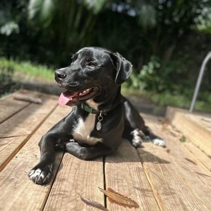 Enlarge Tom Buchanan, a Adoptable mixed breed in Tampa, FL image 1/6