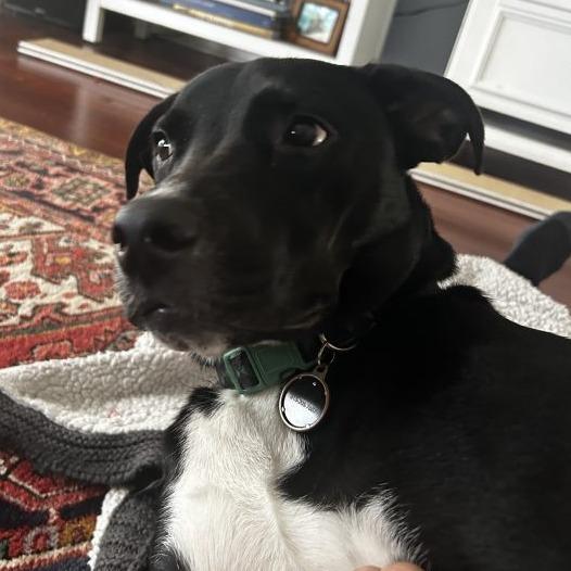 Enlarge Tom Buchanan, a Adoptable mixed breed in Tampa, FL image 3/6