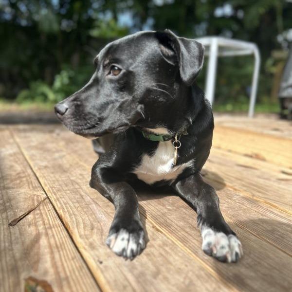 Enlarge Tom Buchanan, a Adoptable mixed breed in Tampa, FL image 6/6