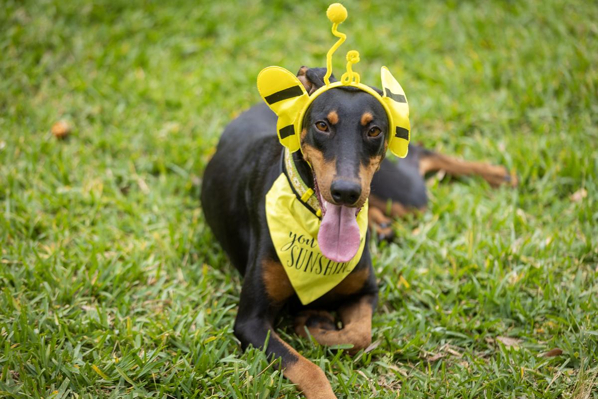 Java, an adopted Doberman Pinscher in Pleasant Valley, MO image 1/6