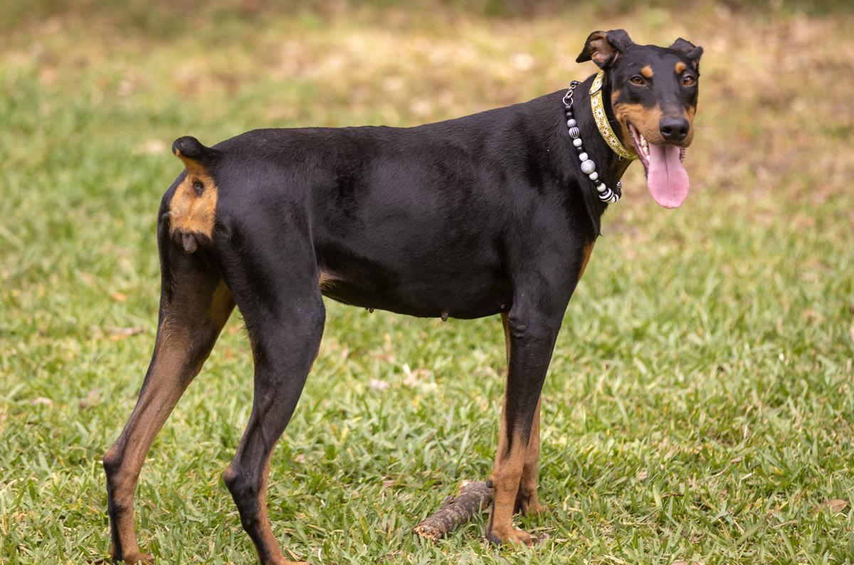 Java, an adopted Doberman Pinscher in Pleasant Valley, MO image 5/6
