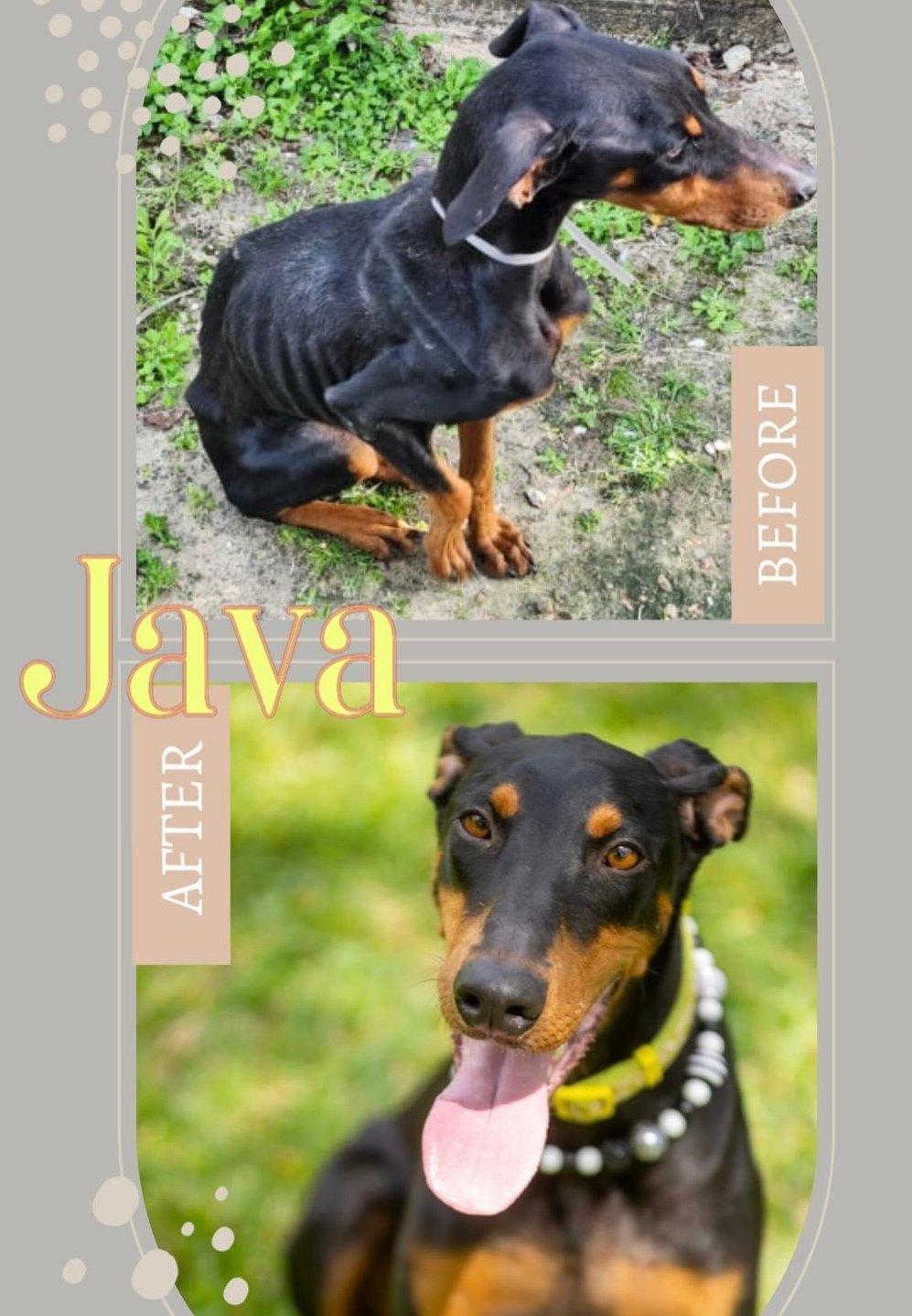 Java, an adopted Doberman Pinscher in Pleasant Valley, MO image 2/6