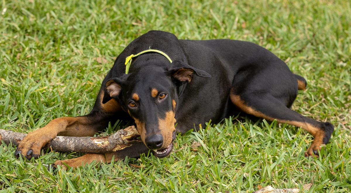 Java, an adopted Doberman Pinscher in Pleasant Valley, MO image 4/6