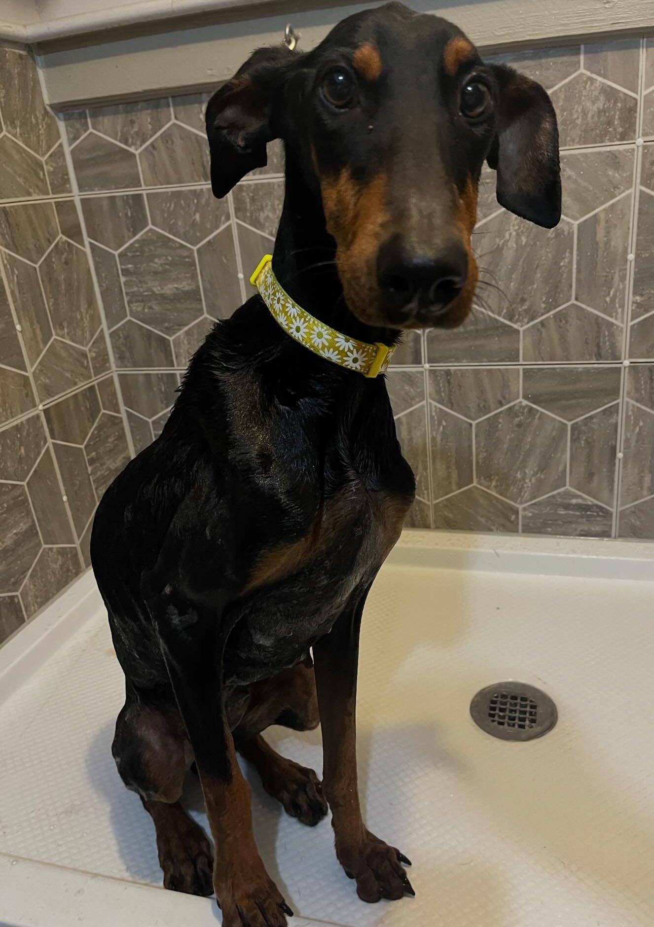 Java, an adopted Doberman Pinscher in Pleasant Valley, MO image 3/6