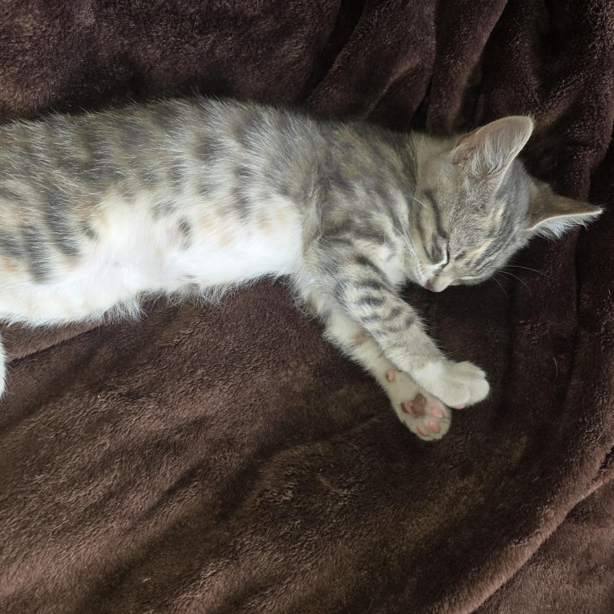 Enlarge Willow, a Adoptable Domestic Short Hair in Choteau, MT image 2/3