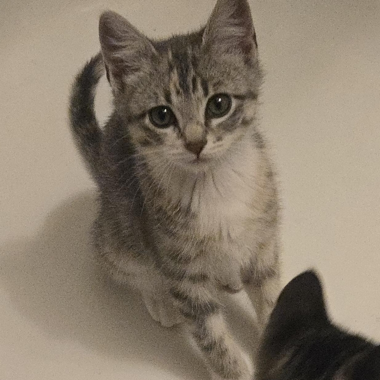 Enlarge Willow, a Adoptable Domestic Short Hair in Choteau, MT image 3/3