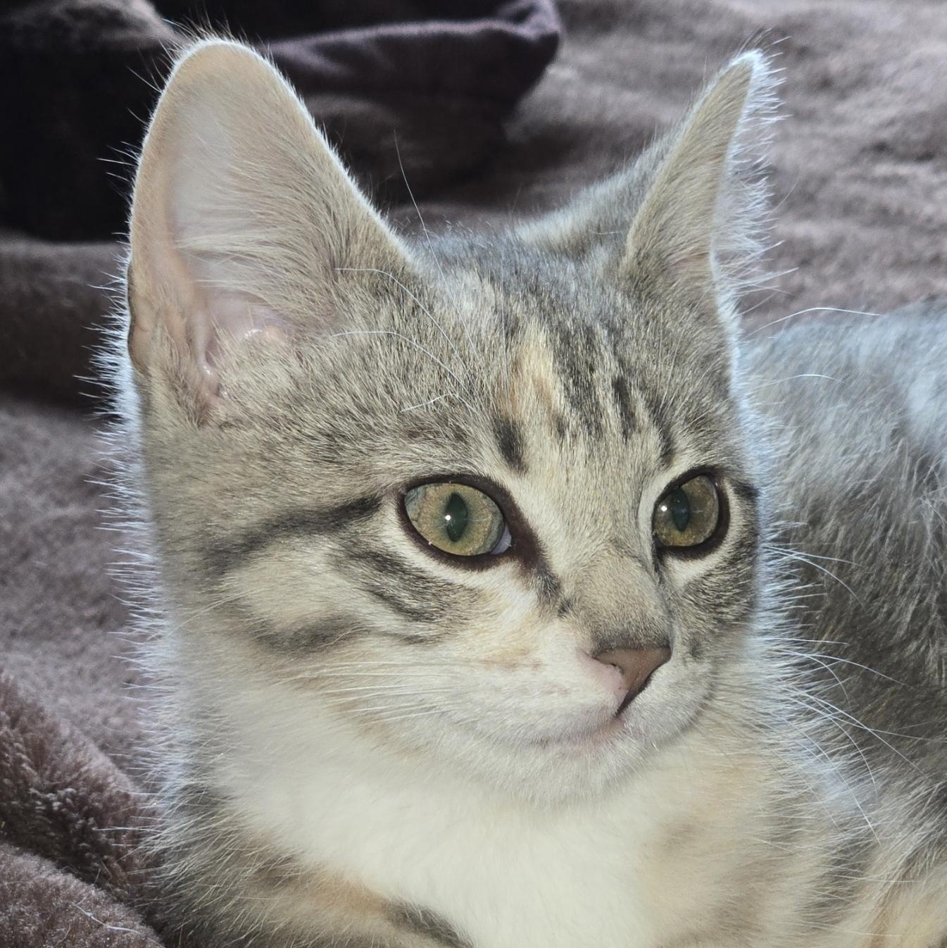 Willow photo