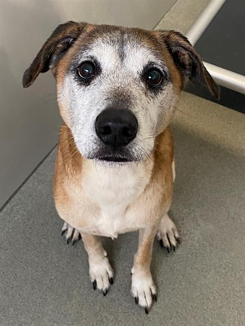 Enlarge SKIP, a Adoptable mixed breed in Fayetteville, NC image 1/1