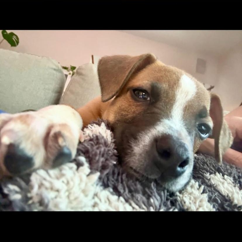 Enlarge Ravioli, a ADOPTABLE mixed breed in Philadelphia, PA image 3/6