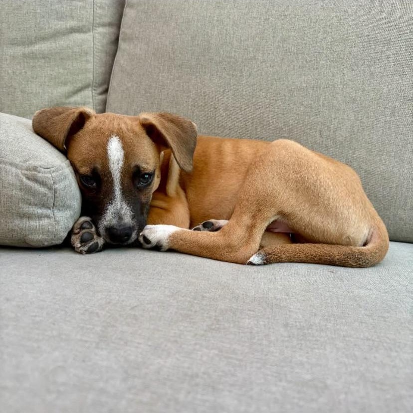Enlarge Ravioli, a ADOPTABLE mixed breed in Philadelphia, PA image 5/6
