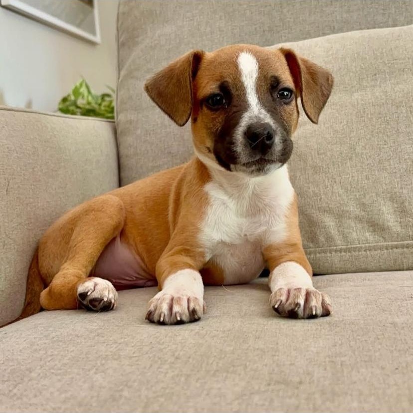 Ravioli, ADOPTABLE, Puppy Male Australian Cattle Dog / Blue Heeler & Boxer.