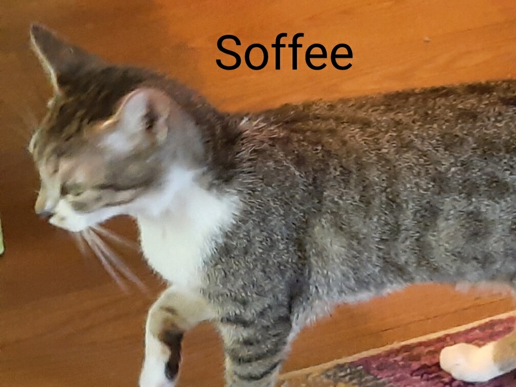 Soffee, Adoptable, Young Female Domestic Short Hair.
