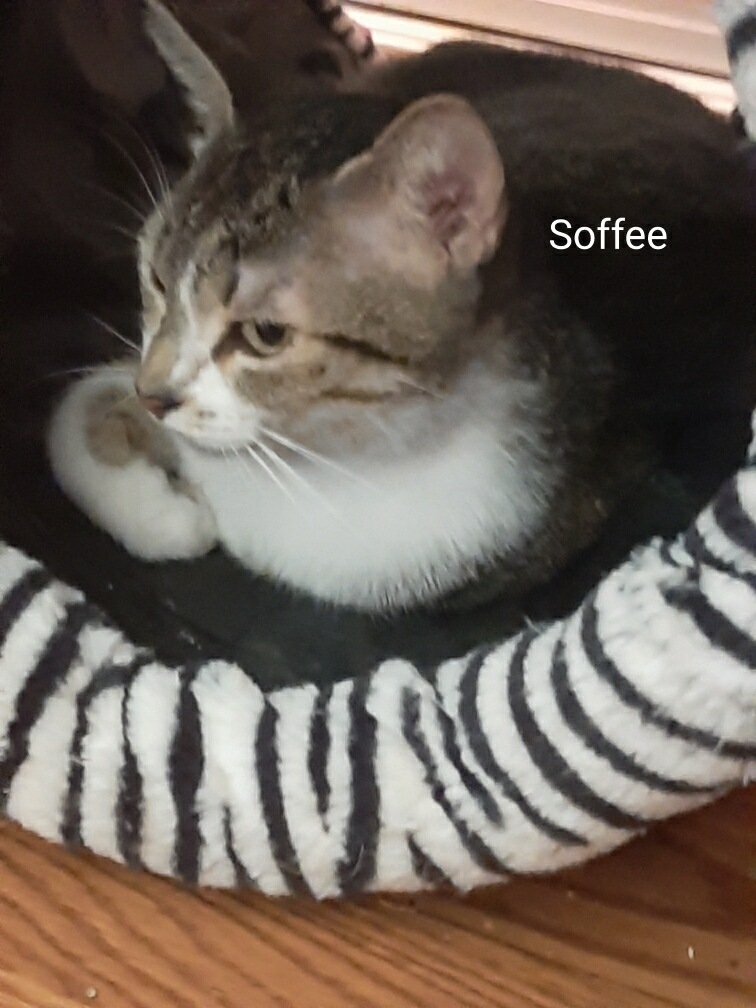 Enlarge Soffee, a Adoptable Domestic Short Hair in New Port Richey, FL image 2/2