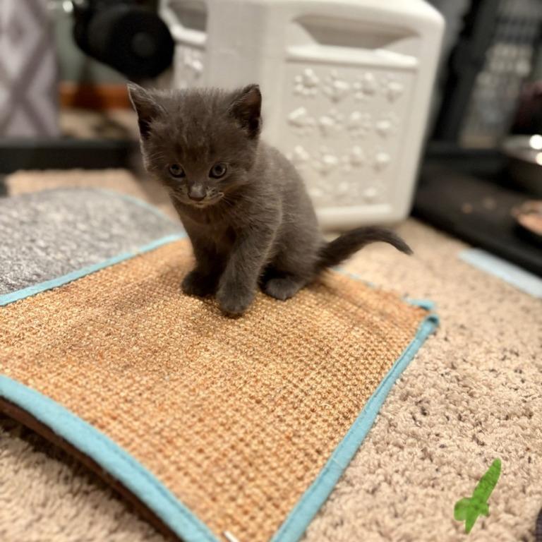 Myles, Adoptable, Kitten Male Domestic Short Hair.