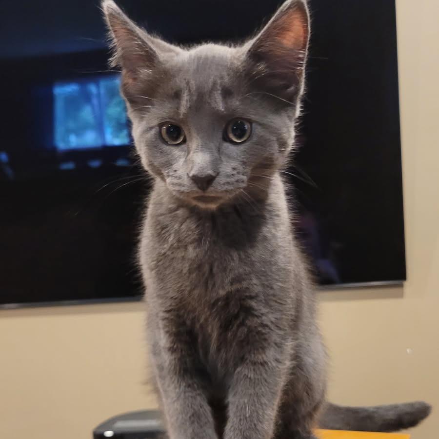 Myles, a Adoptable Domestic Short Hair in Chaska, MN image 3/4