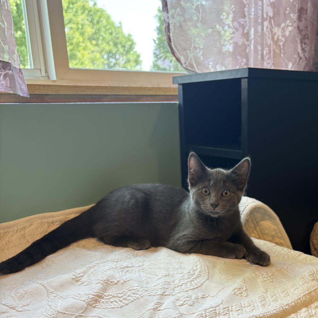 Myles, a Adoptable Domestic Short Hair in Chaska, MN image 5/5