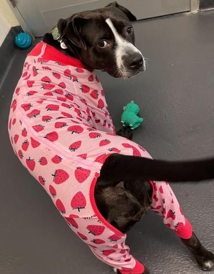 Silly Goose, a Adoptable mixed breed in Ithaca, NY image 1/6