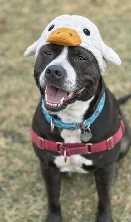 Silly Goose, an adopted mixed breed in Ithaca, NY image 3/6