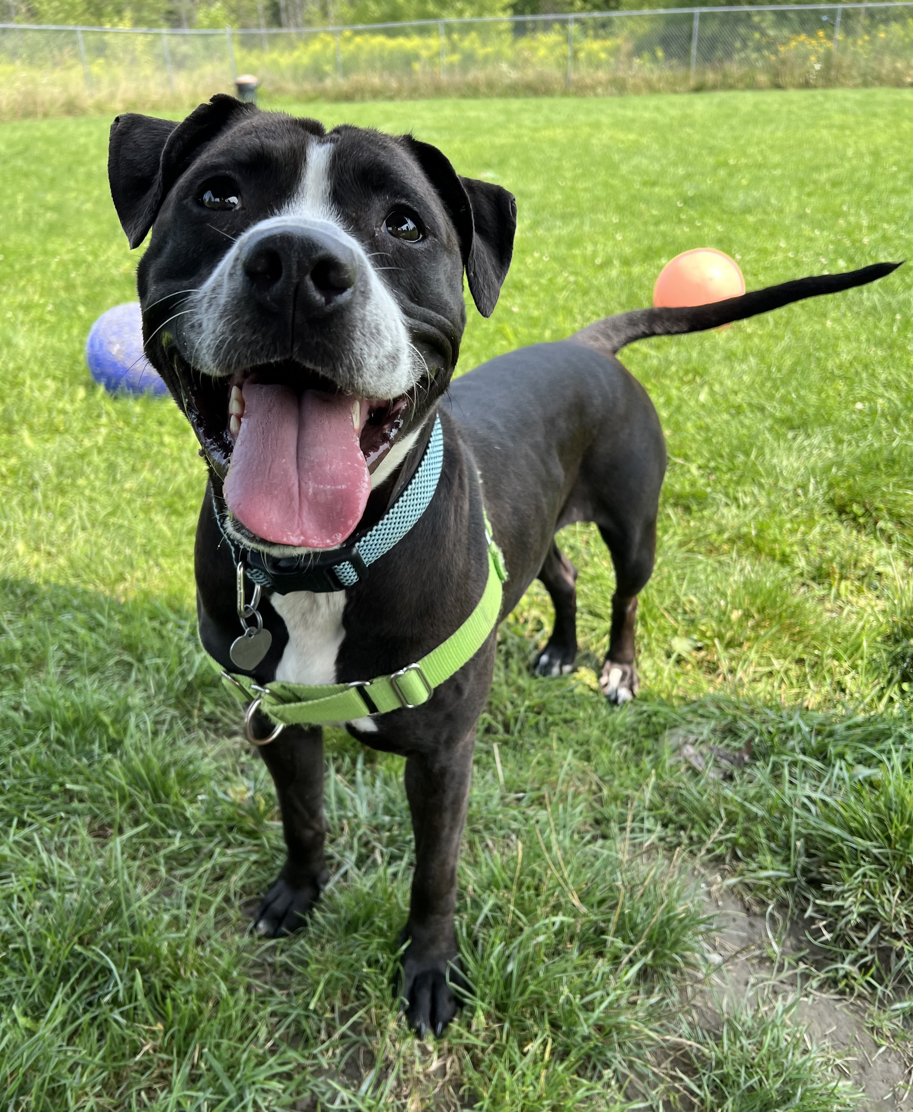 Silly Goose, a Adoptable mixed breed in Ithaca, NY image 4/6