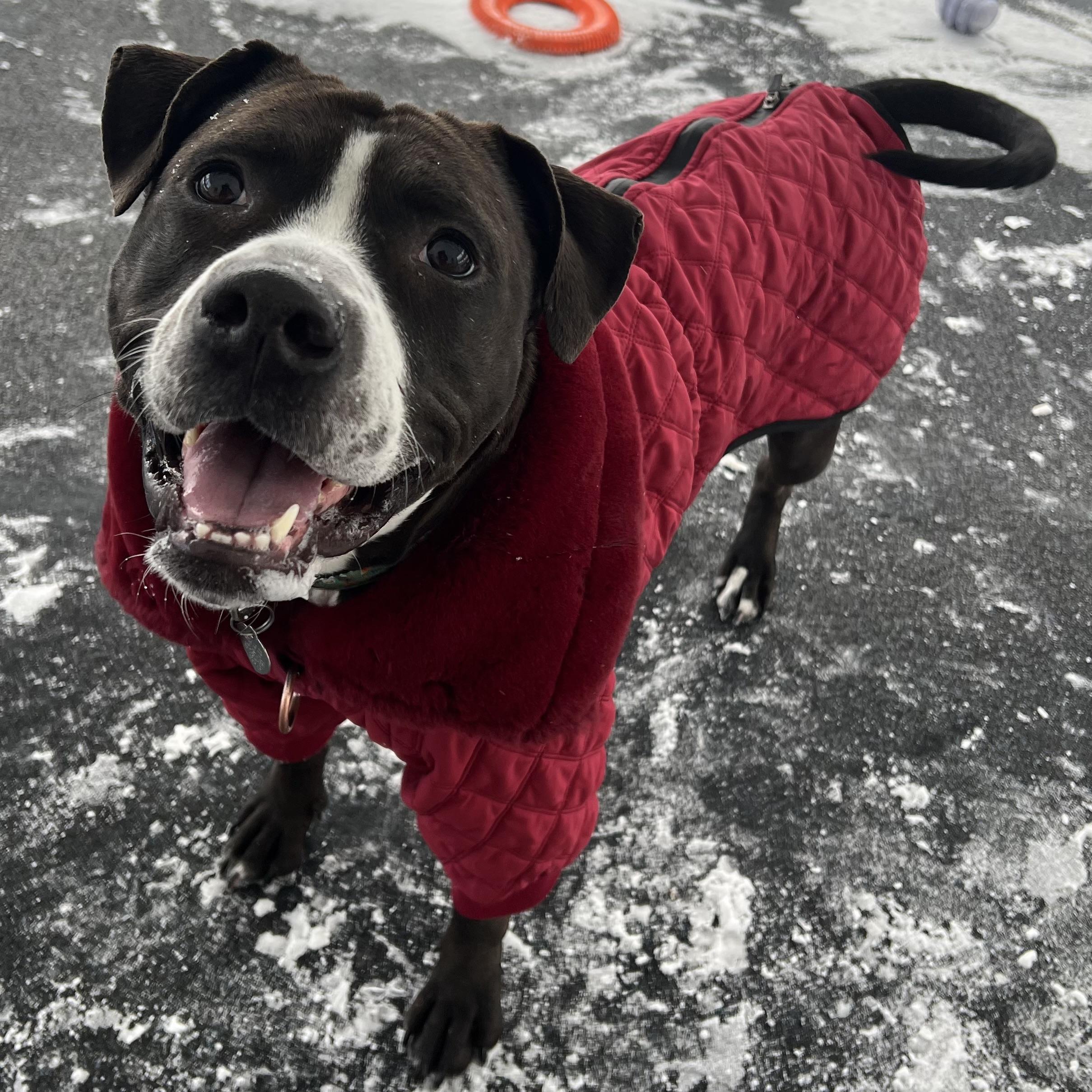 Silly Goose, a Adoptable mixed breed in Ithaca, NY image 2/6