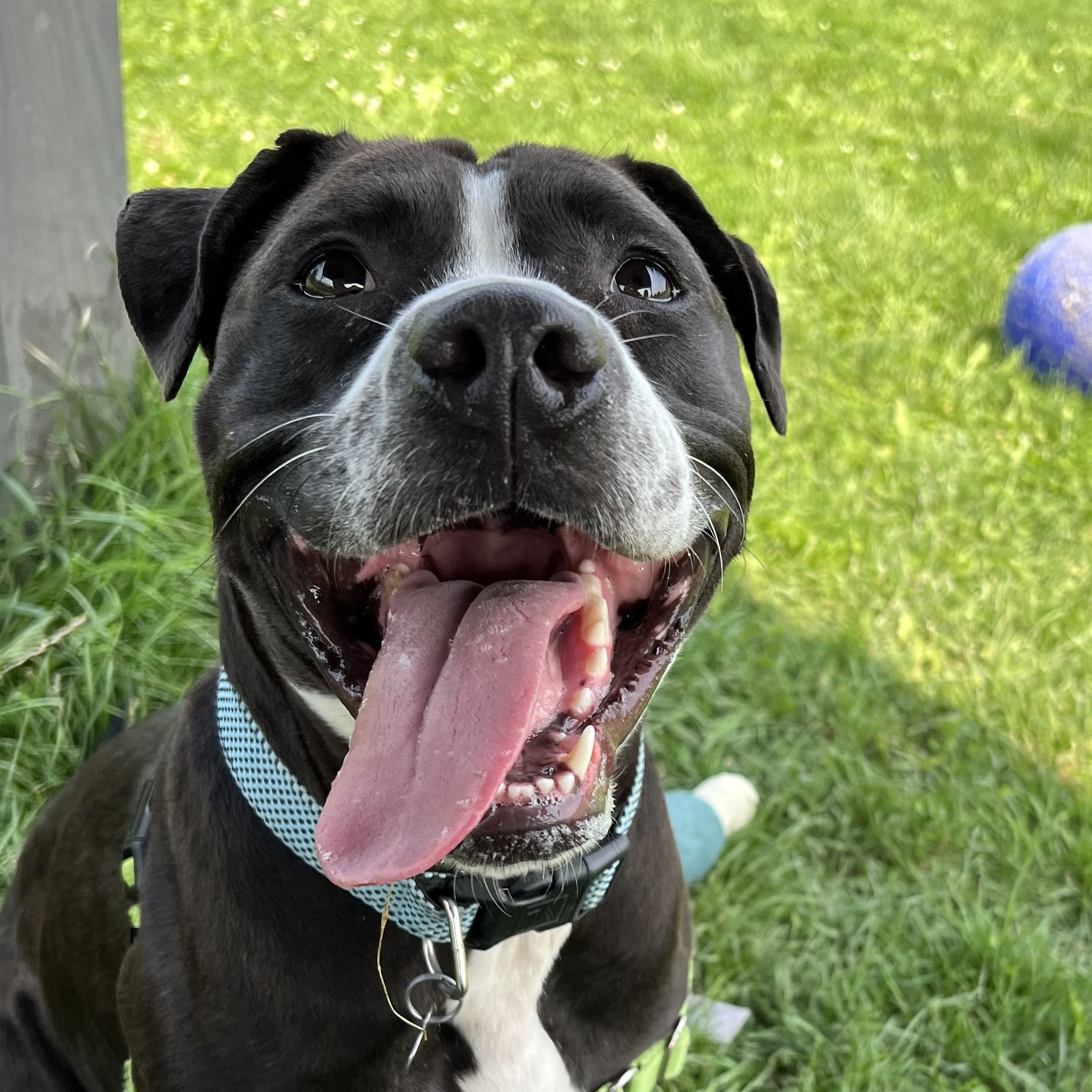 Silly Goose, Adoptable, Adult Female Pit Bull Terrier.