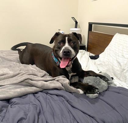 Silly Goose, an adopted mixed breed in Ithaca, NY image 2/6