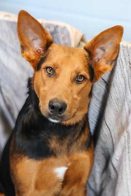 Enlarge Sasha, a Adoptable mixed breed in Dothan, AL image 1/1