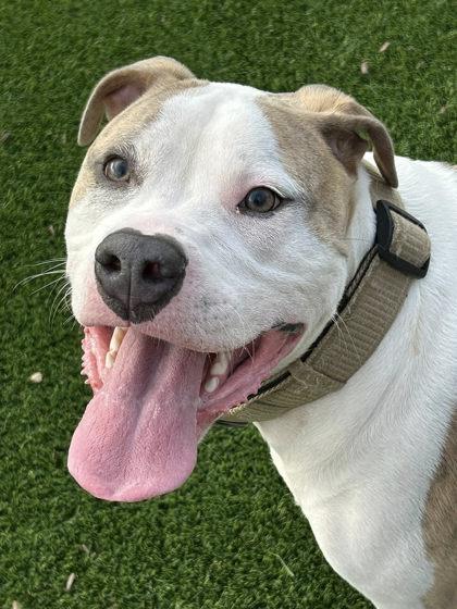 Blue, Adoptable, Young Male Fox Terrier & Mixed Breed.