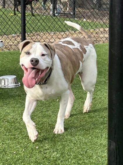 Enlarge Blue, a Adoptable mixed breed in Chesapeake, VA image 2/3