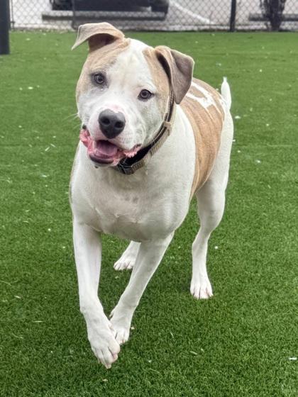 Enlarge Blue, a Adoptable mixed breed in Chesapeake, VA image 3/3