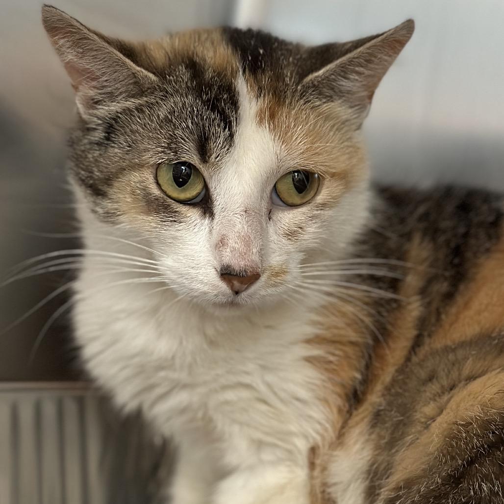 Gale, Adoptable, Adult Female Domestic Short Hair.