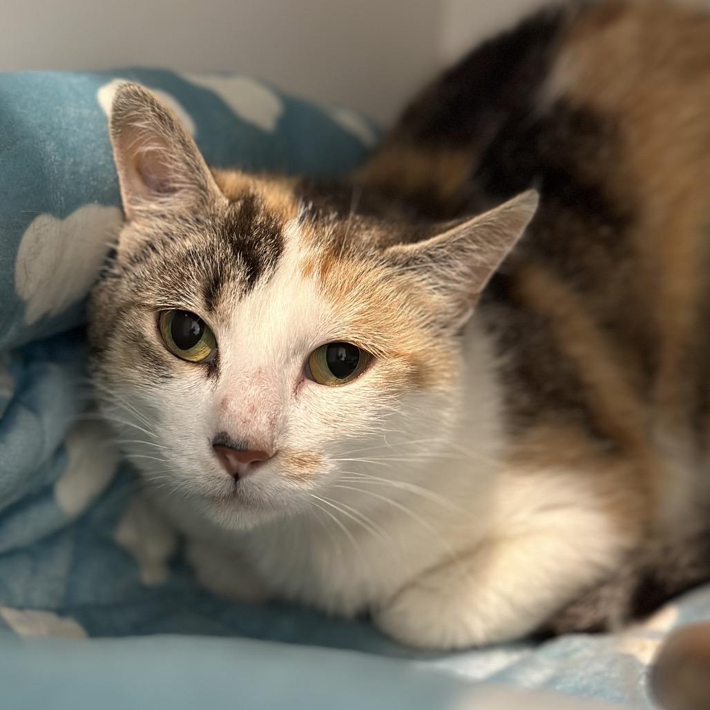 Enlarge Gale, a Adoptable Domestic Short Hair in Matteson, IL image 2/6