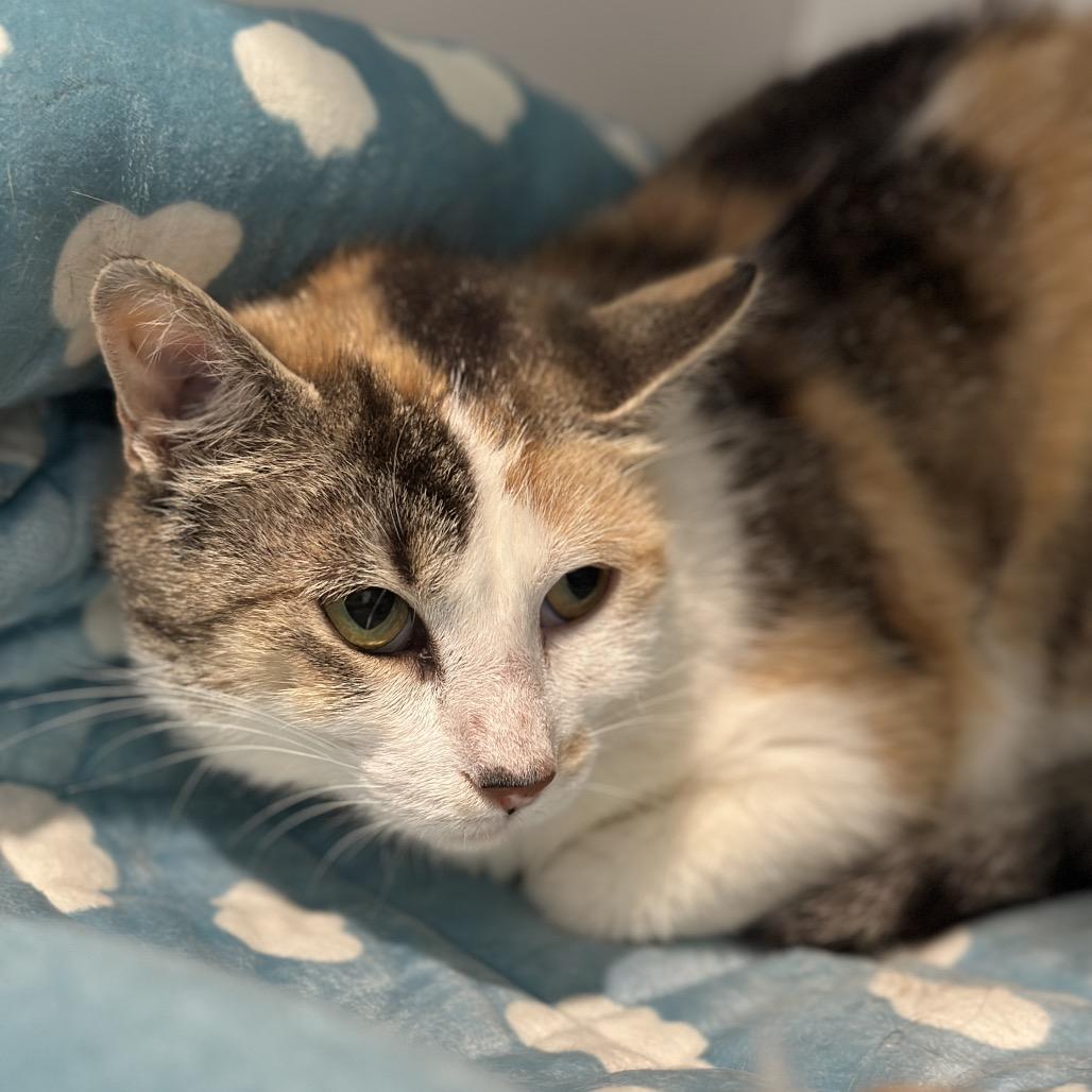 Enlarge Gale, a Adoptable Domestic Short Hair in Matteson, IL image 3/6