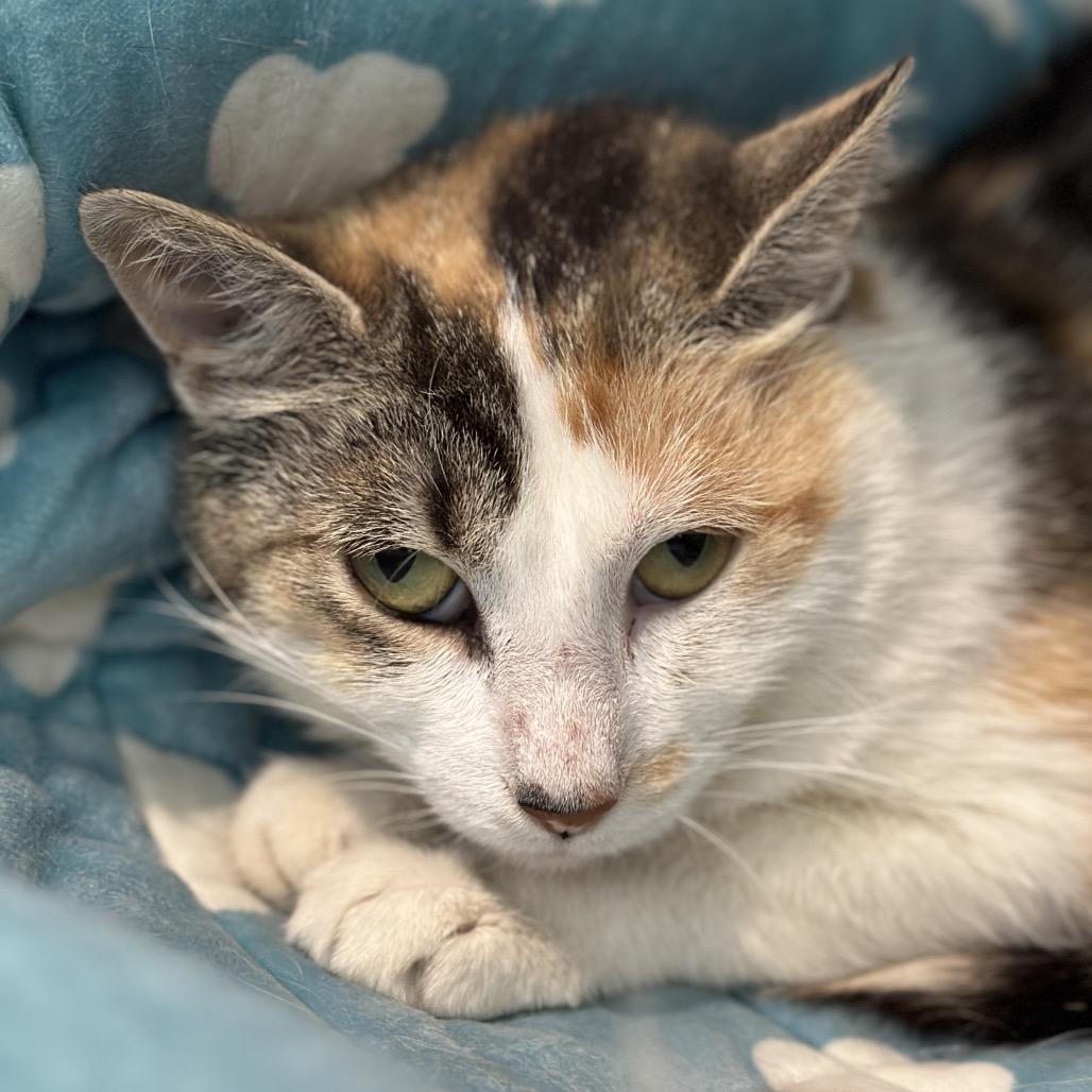 Enlarge Gale, a Adoptable Domestic Short Hair in Matteson, IL image 4/6