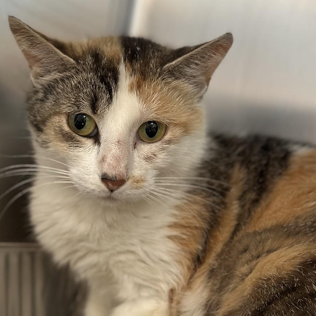 Enlarge Gale, a Adoptable Domestic Short Hair in Matteson, IL image 5/6