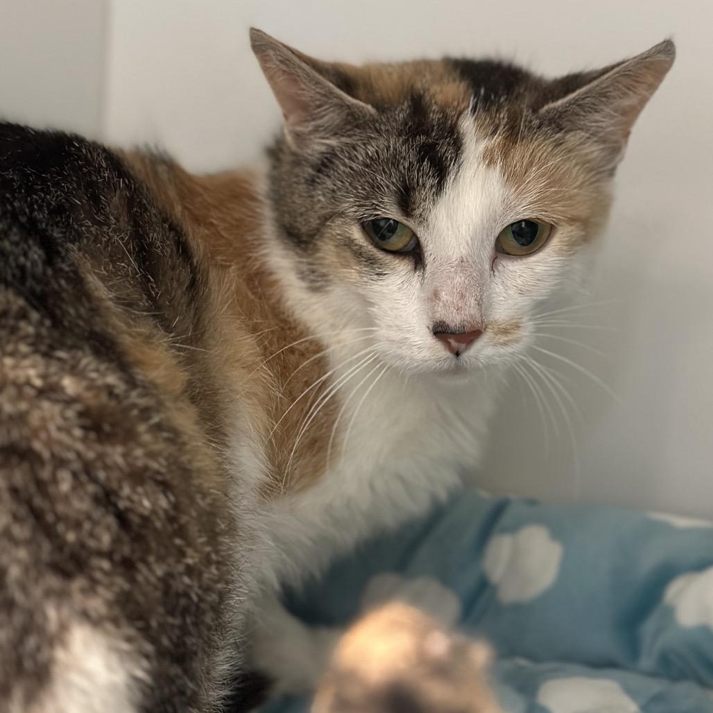 Enlarge Gale, a Adoptable Domestic Short Hair in Matteson, IL image 6/6