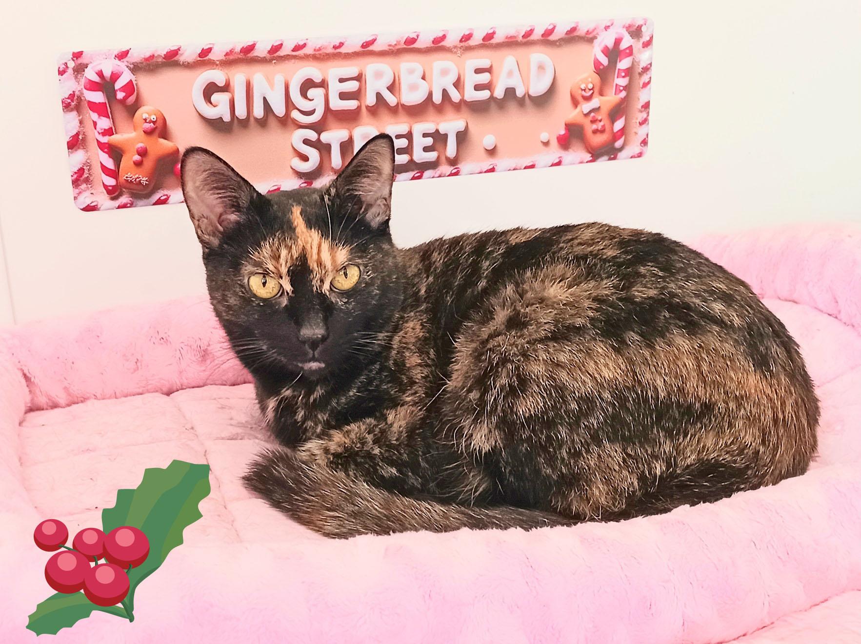 Bella Angelwing, a Adoptable Tortoiseshell in Mesa, AZ image 3/4